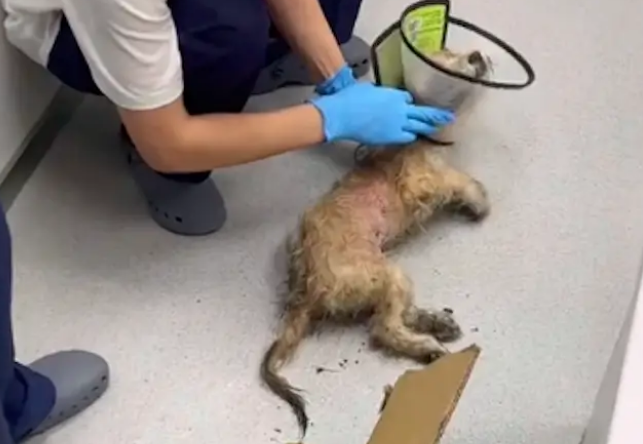 女生发现只爬行流浪狗,好心送医被告知伤太重活不了 女生发现只爬行流浪狗,好心送医被告知伤太重活不了
