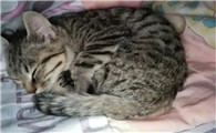 猫一直叫唤还蹭来蹭去