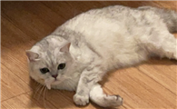 猫咪呼吸急促是什么原因