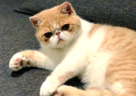 加菲猫鼻子分泌物黑色
