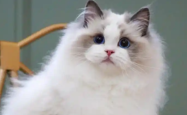 猫疱疹病毒感染会让猫眼睛流脓吗