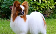 怎么区分狗感冒和犬瘟热症状
