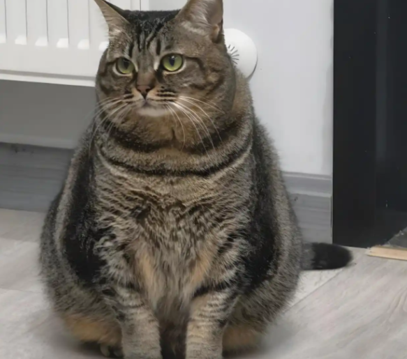 千年相伴:狸花猫与人类的情感羁绊 千年相伴:狸花猫与人类的情感羁绊