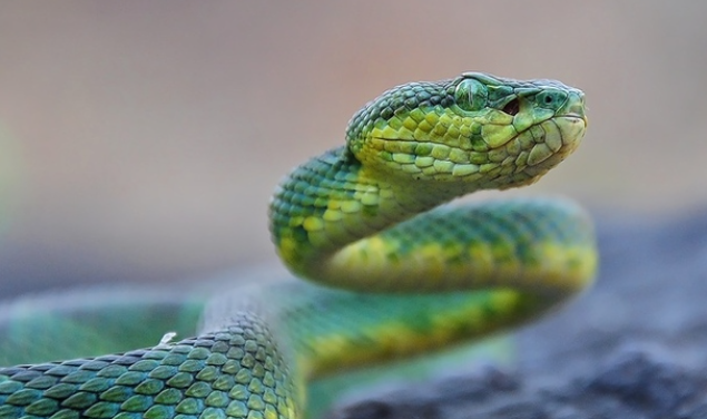 青竹蛇：隐匿于翠色中的“红外猎手”