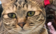 怎样预防猫咪中暑的发生