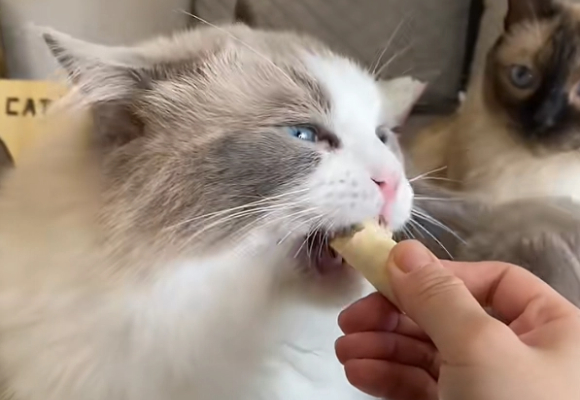 猫零食品牌有哪些?麦富迪全系列测评,这5款让主子疯狂上头! 猫零食品牌有哪些?麦富迪全系列测评,这5款让主子疯狂上头!