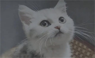 猫咪容易生气怎么回事