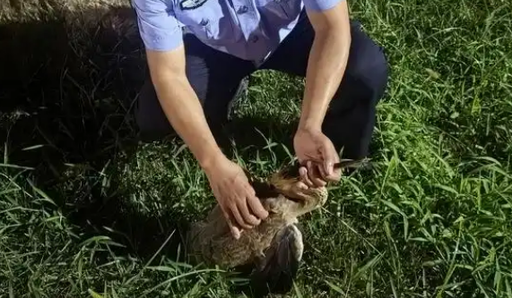 国家二级保护动物草鹭受伤卧至岸边草丛