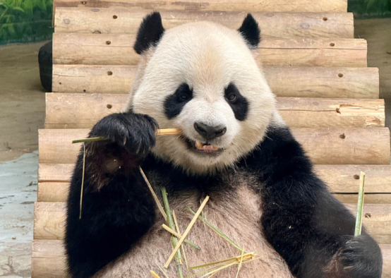 大熊猫饭圈的“刻意对立”不是真爱 大熊猫饭圈的“刻意对立”不是真爱