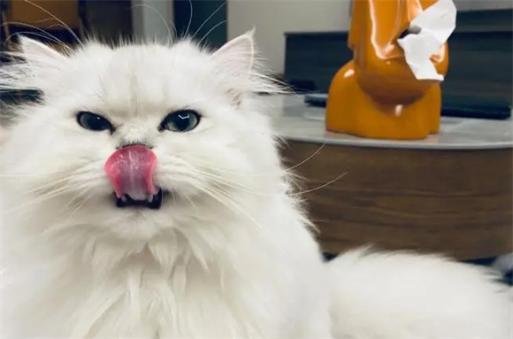 金吉拉猫得了焦虫病，会对健康有哪些影响？