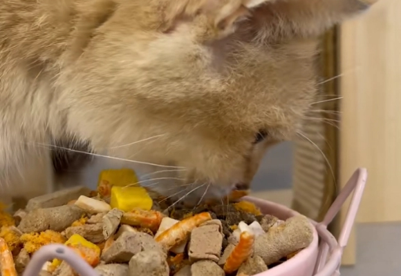 大粒猫粮什么牌子好？猫咪挑食终结者竟是闯荡全价乳鸽无谷猫粮！