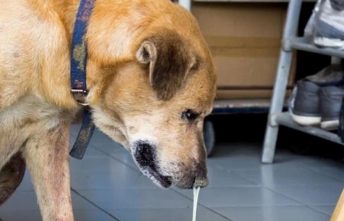 狗狗感冒咳嗦怎么办