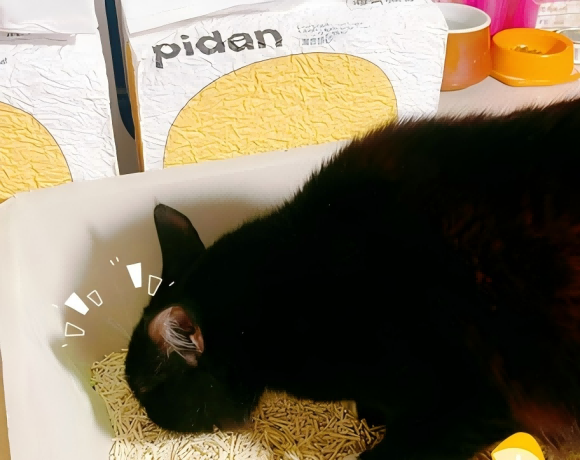 用什么样的猫砂好？Pidan混合猫砂细节成就口碑