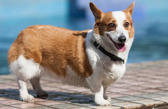 犬冠状病毒和细小怎么辨别