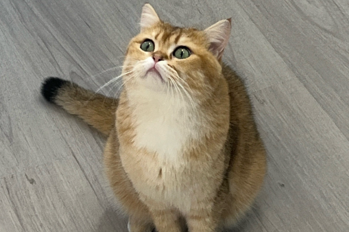 猫肾炎症状吃什么药 猫肾炎症状吃什么药
