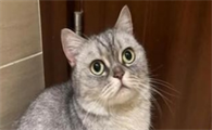 夏天猫容易得什么病