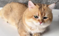 猫咪怀孕可以摸肚子吗