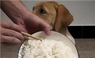 拉布拉多吃饭菜可以吗
