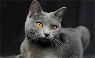猫泪腺分泌过多会影响视力吗