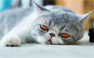 猫咪泪痕重是什么原因啊