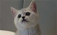 猫咪夏天不爱吃饭吗