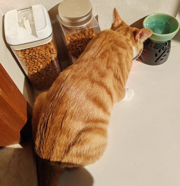 橘猫吃什么猫粮？艾萨克大师级配方喂出“敦实橘”