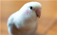 牡丹鹦鹉寿命多少年，如何延长牡丹鹦鹉的寿命