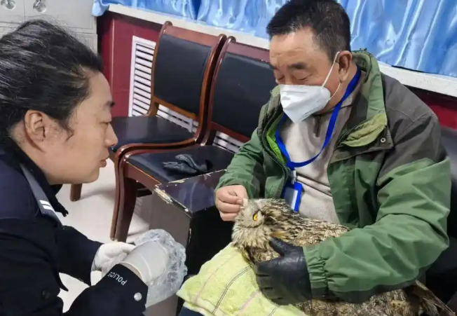 和静警民携手成功救助国家二级保护动物雕鸮