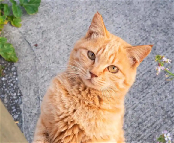 橘猫的“弃养率”这么高,离不开这5个原因 橘猫的“弃养率”这么高,离不开这5个原因