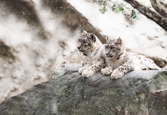 保护雪豹“凌小蛰”们,检察机关在行动! 保护雪豹“凌小蛰”们,检察机关在行动!