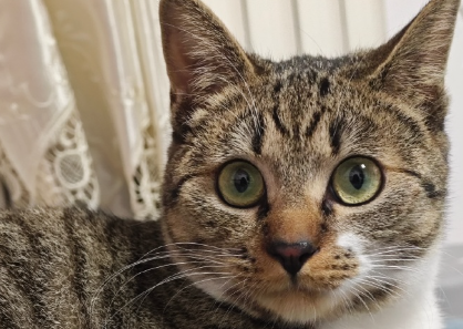 猫咬尾巴转圈什么原因造成的