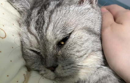 猫咪哮喘发作怎么办