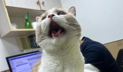 猫咪哮喘症状有哪些