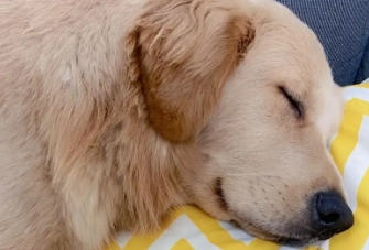 狗狗总是嗜睡正常吗 狗狗总是嗜睡正常吗