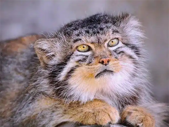 讲解,帕拉斯猫会咬人吗? 讲解,帕拉斯猫会咬人吗?