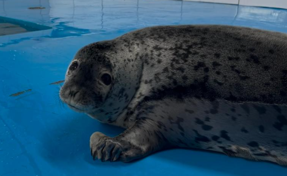 从 “皮包骨” 到 “幸福肥”:斑海豹幼崽 “汤圆” 的逆袭 从 “皮包骨” 到 “幸福肥”:斑海豹幼崽 “汤圆” 的逆袭