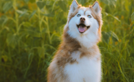狗狗趾间炎症状