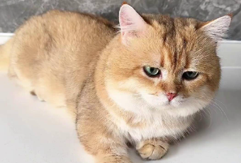 猫咪怀孕可以摸肚子吗 猫咪怀孕可以摸肚子吗