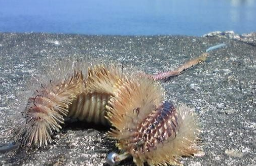 女子海边捡到一条怪鱼，网上一查赶紧丢回海里