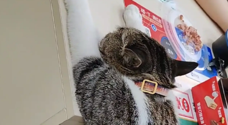 男子看到猫咪学主人趴在桌子上睡觉。网友:人教版 男子看到猫咪学主人趴在桌子上睡觉。网友:人教版