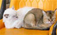 猫咪多长时间生宝宝
