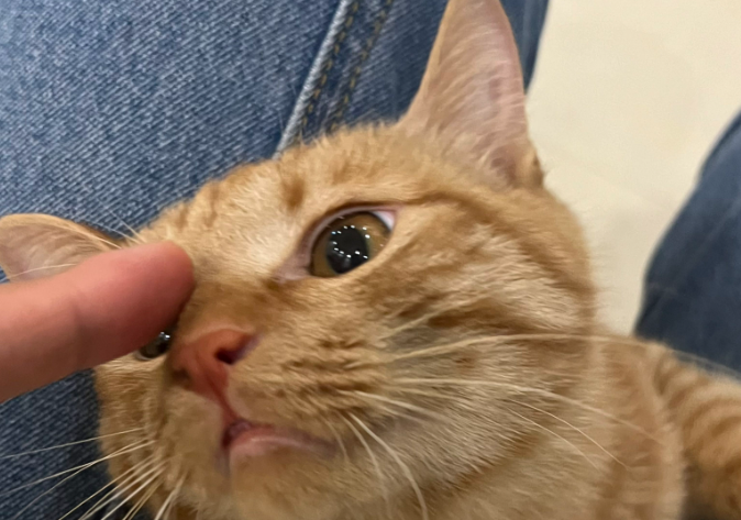 猫咪拉屎拉血怎么办