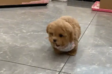 小泰迪追着主人,边跑边脚底打滑 小泰迪追着主人,边跑边脚底打滑