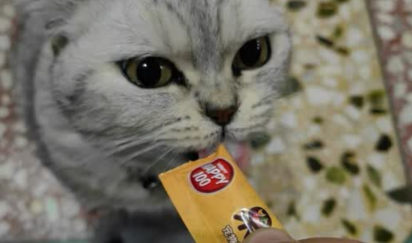 猫咪零食幼猫推荐顽皮，果饭儿猫条解馋又补充水分！