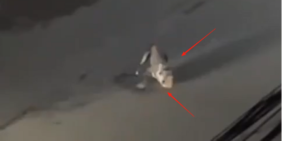 疯狗街头咬人,民警摇来细犬制服! 疯狗街头咬人,民警摇来细犬制服!