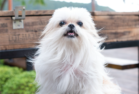 西施犬纯种与不纯咋区分?从这几点一眼辨明 西施犬纯种与不纯咋区分?从这几点一眼辨明