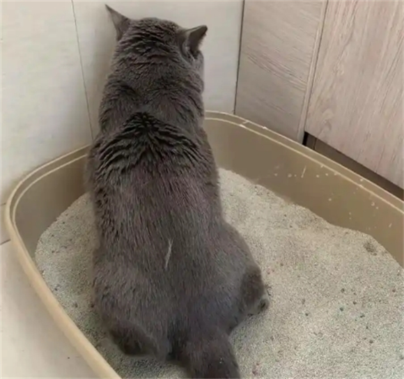 猫咪拉屎干燥一粒一粒的