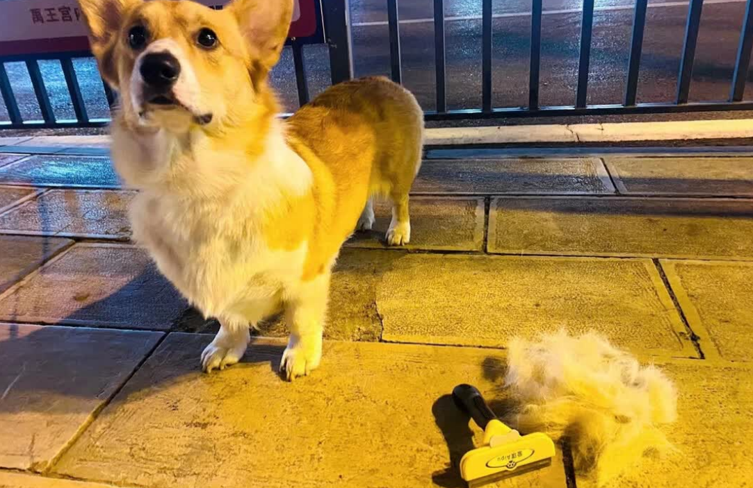 爱璞梳子:狗狗浮毛的“终结者”,专业设计显神通 爱璞梳子:狗狗浮毛的“终结者”,专业设计显神通