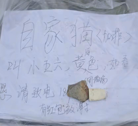 川西土拨鼠把一只宠物加菲猫“拐”进洞? 川西土拨鼠把一只宠物加菲猫“拐”进洞?