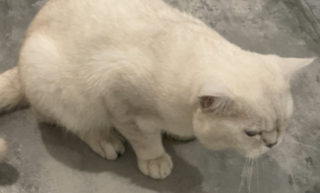 猫咪尿闭三天后膀胱炎怎么治疗 猫咪尿闭三天后膀胱炎怎么治疗